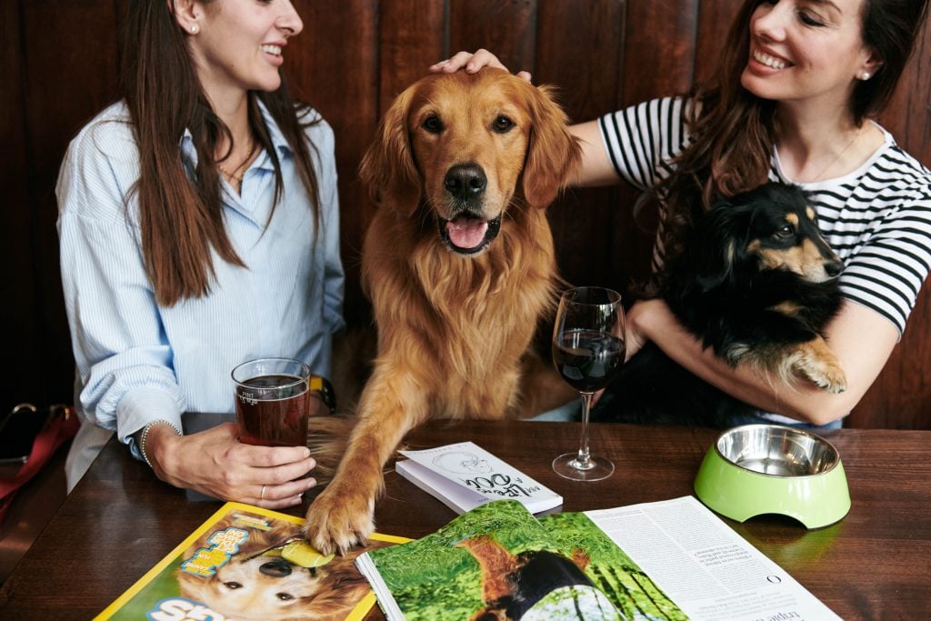 Dogs in pub