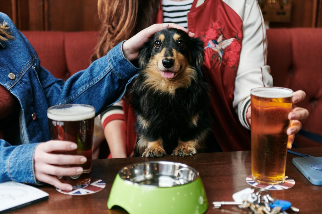 Dogs in pub