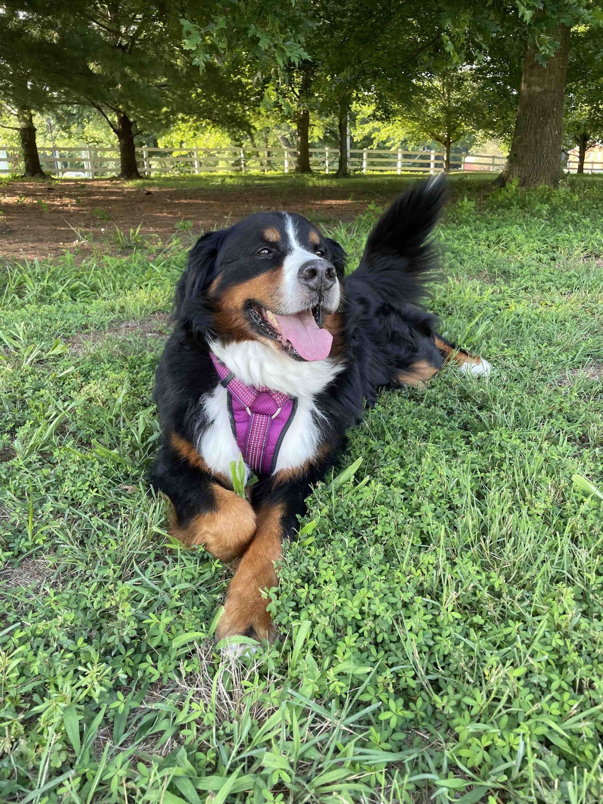 Review Which KONG Harness Is Best for Large Dogs?