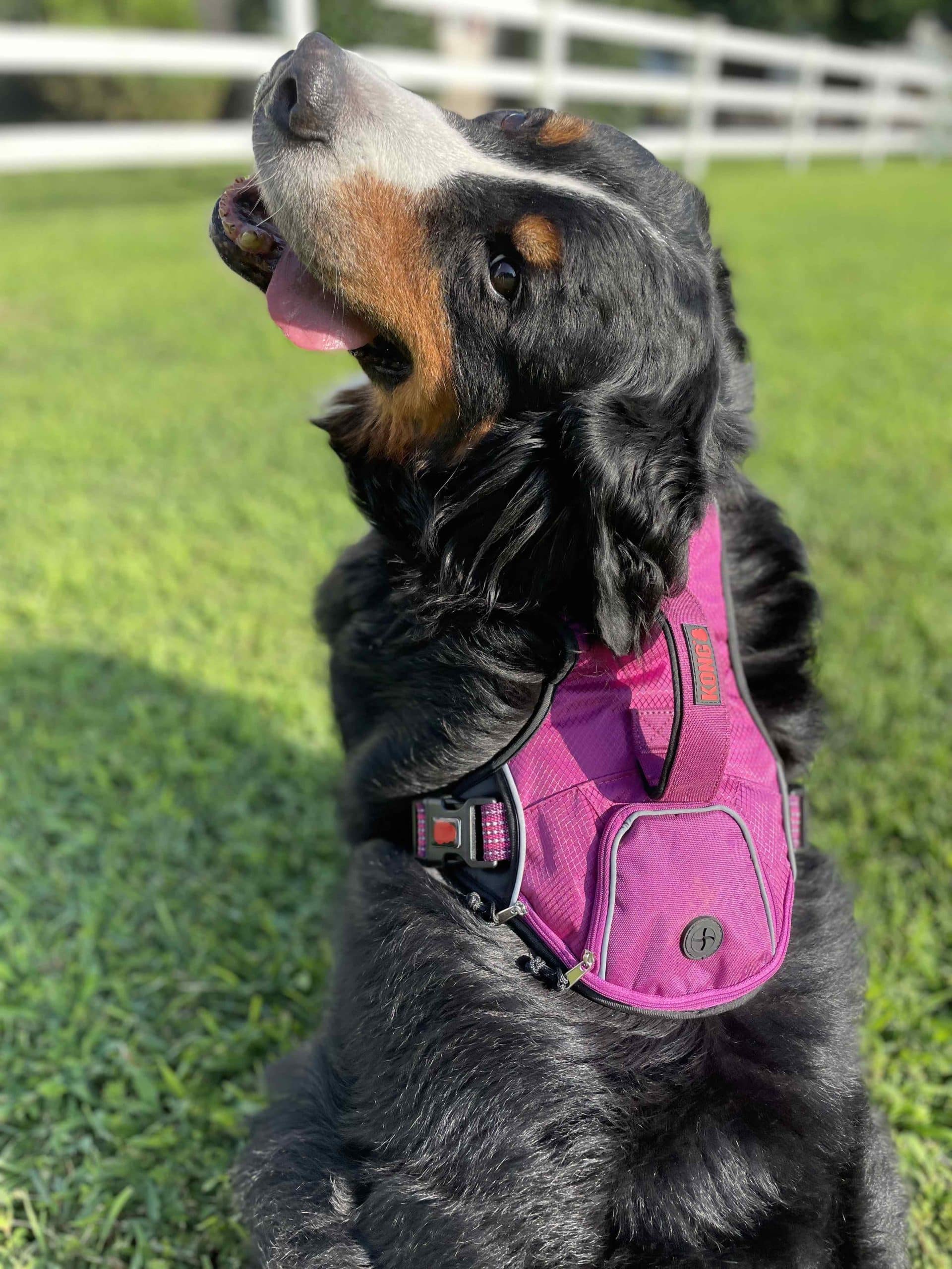 Ruby, wearing a Kong harness