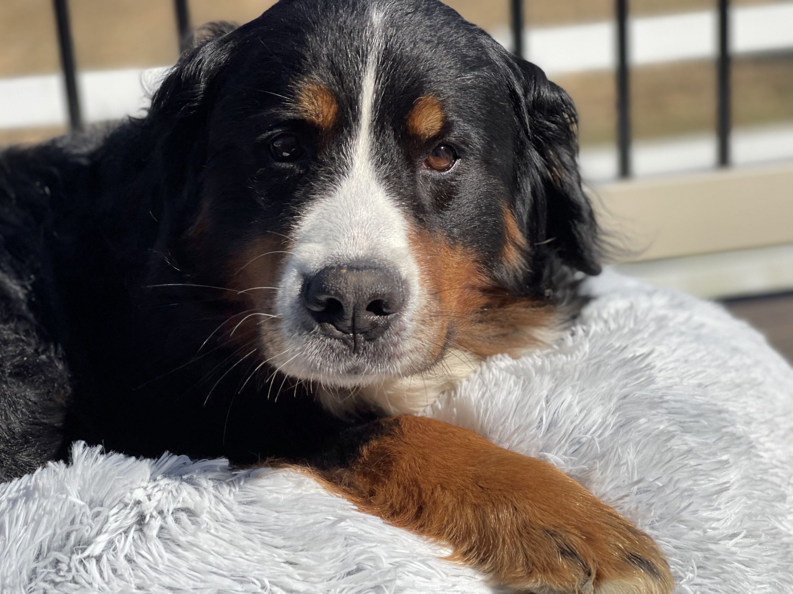 Bernese mountain dog on a grey dog bed