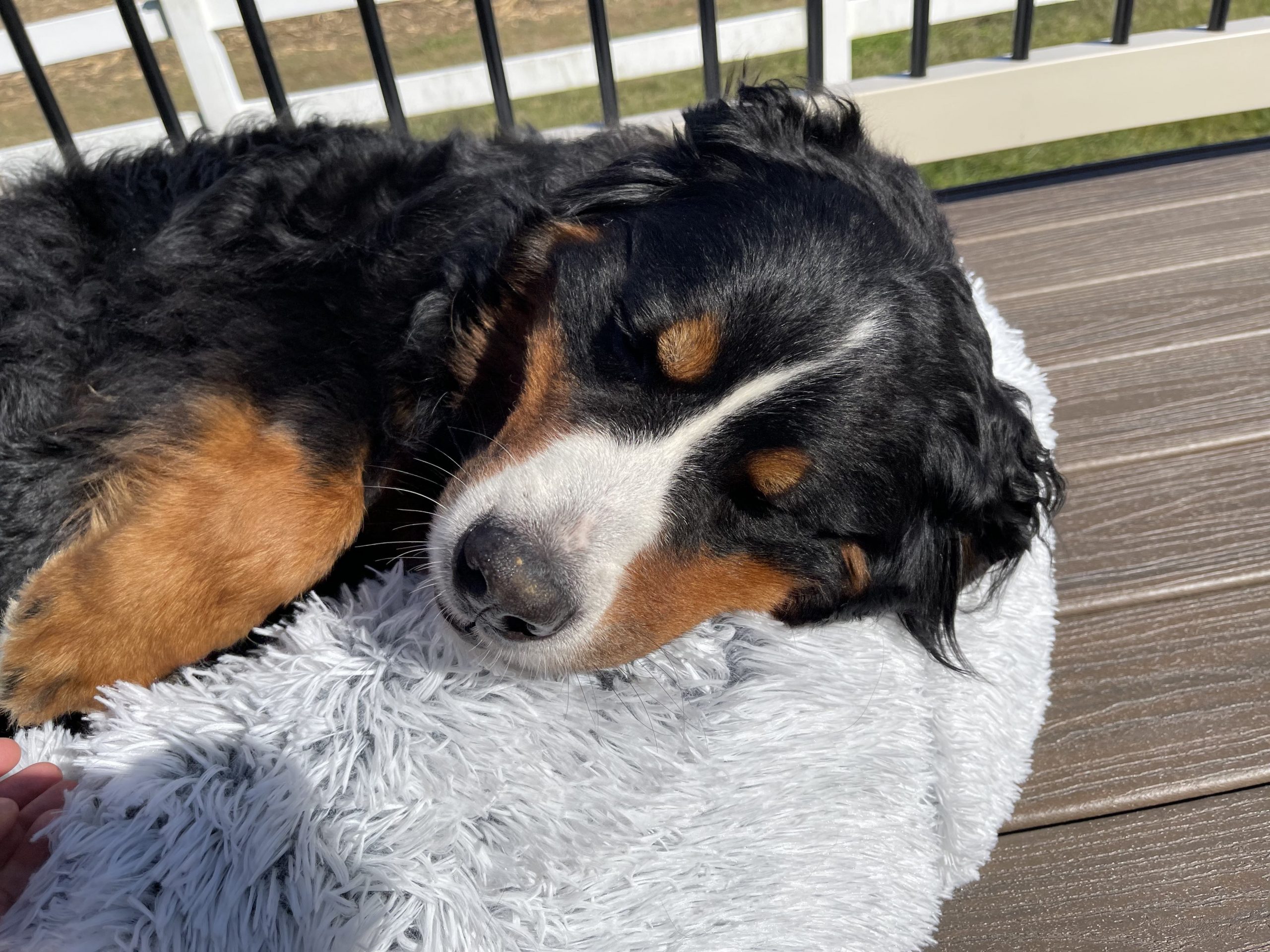 Dog sleeps in calming donut bed