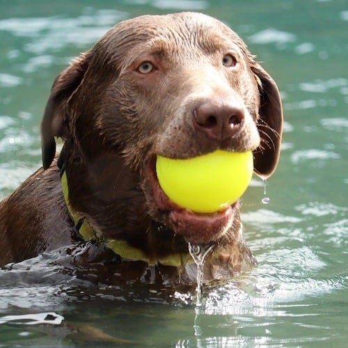 Dog in water holding a neon yellow ball.