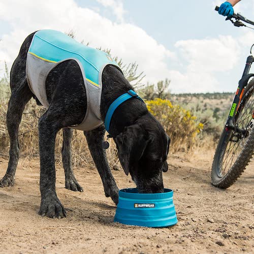 Dog wearing cooling vest while drinking from collapsible bowl in a dry, rocky landscape