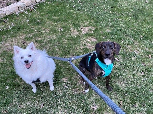 Two dogs look at the camera wearing Ruffwear double leash