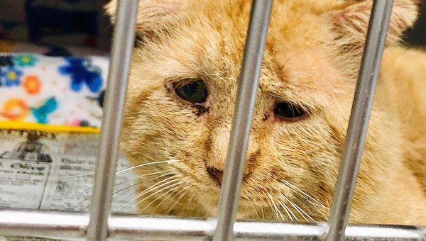 sad Bruce Willis the cat waiting to be adopted