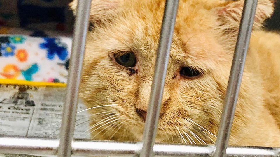 sad Bruce Willis the cat waiting to be adopted