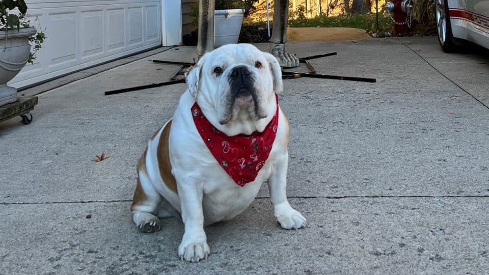 Bulldog wearing bandana