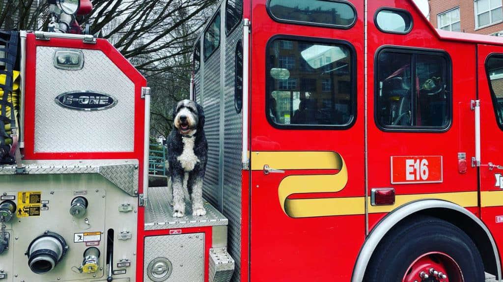 Dog on fire truck