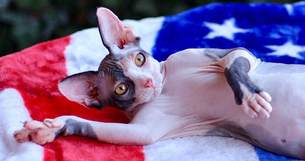sphynx cat colorful blanket