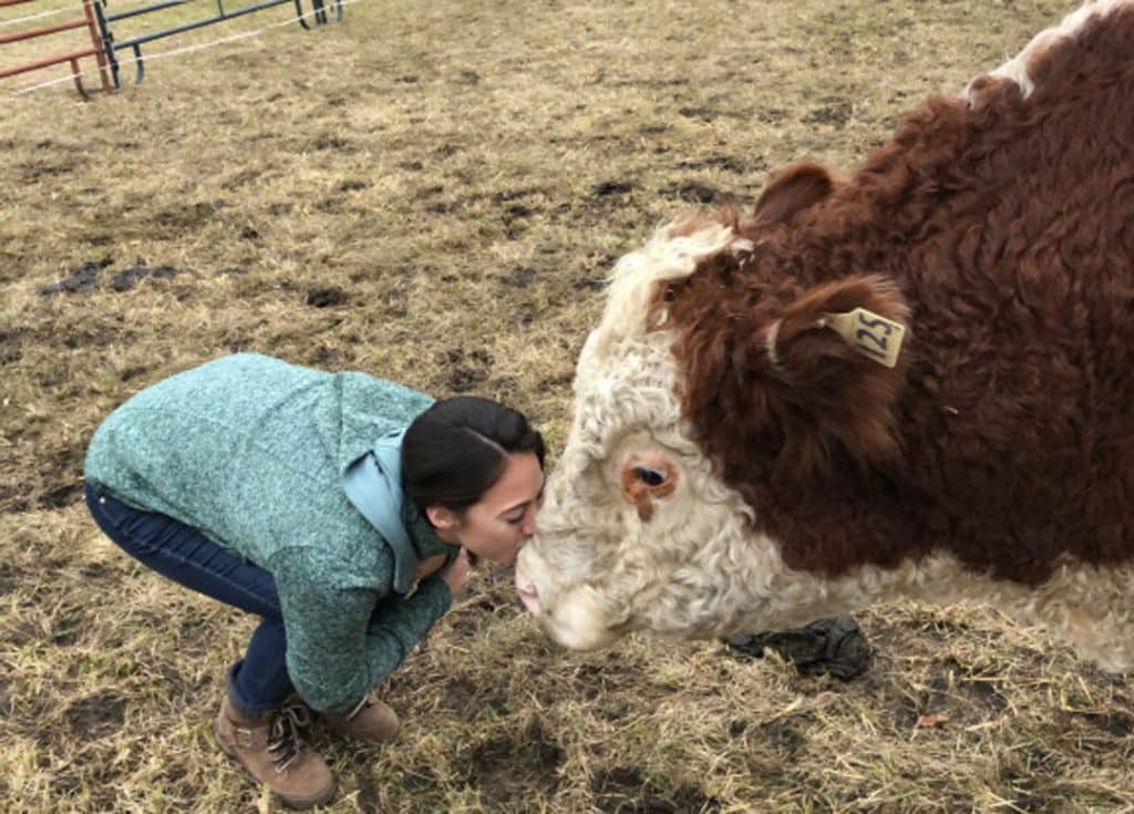 Woman kissing bull