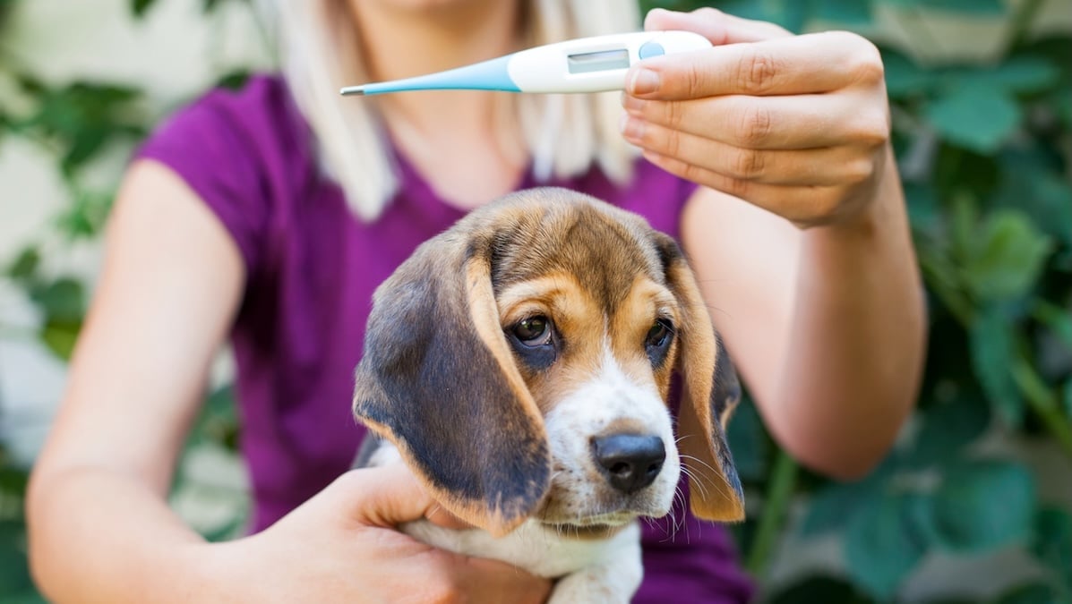 Woman holds up thermometer after taking Beagle's temperature