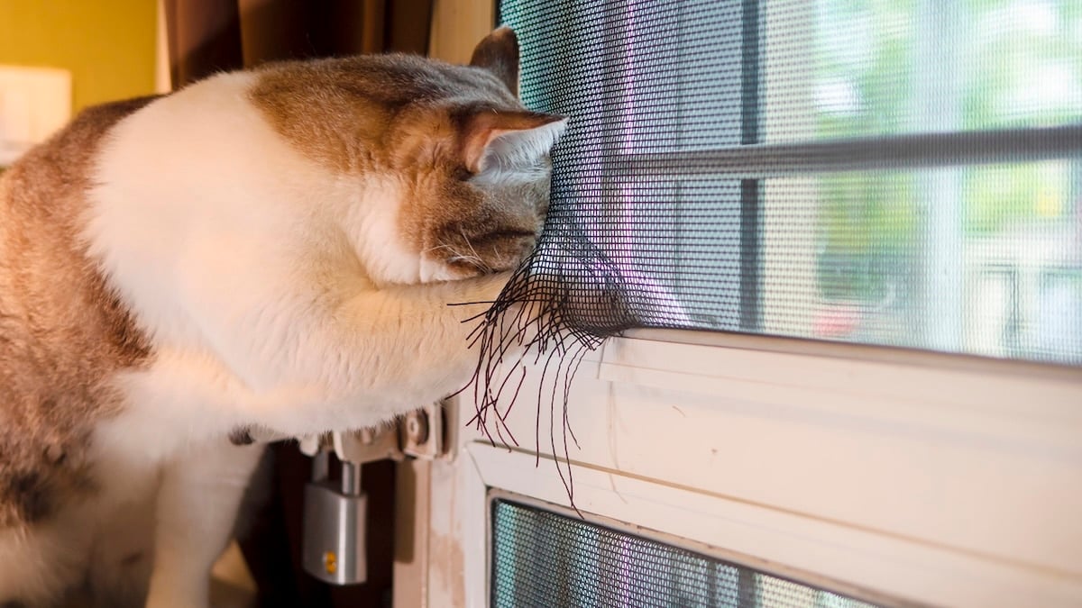 Cat paws at hole in window screen, plotting escape
