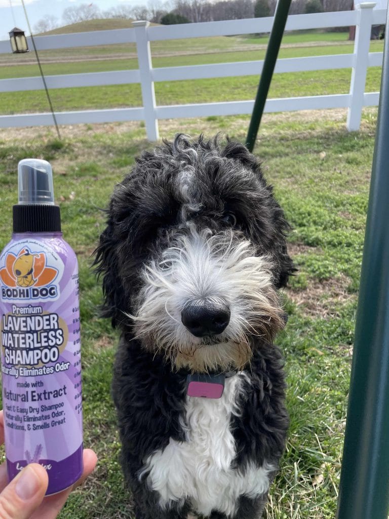 The 7 Best Dry Dog Shampoos for Easy, WaterFree Bath Time