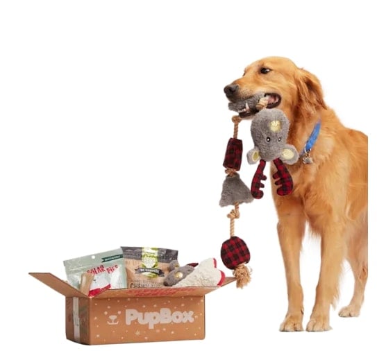 golden retriever with reindeer toy in mouth standing next to PupBox Holiday Box