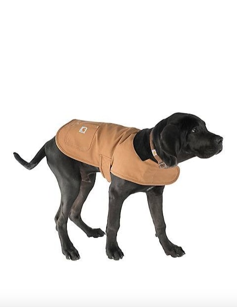 Lab dog wearing tan Carhartt dog Chore Coat