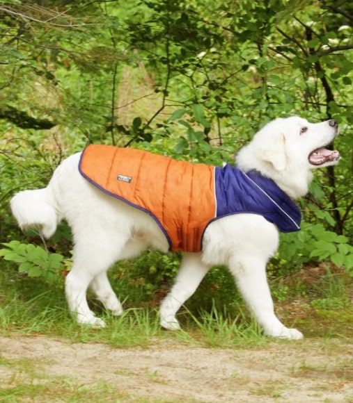 white fluffy dog in the woods wearing LL Bean Mountain Classic Dog Parka in orange and dark blue
