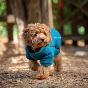 dog in park wearing BoxDog Polar Fleece Jacket in teal blue