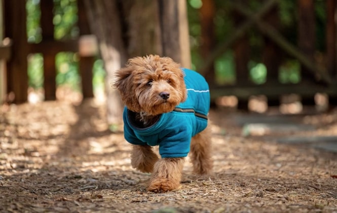 dog in park wearing BoxDog Polar Fleece Jacket in teal blue