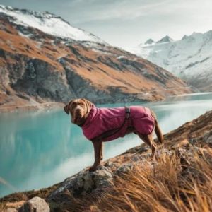 dog on side of mountain wearing Wilderdog Fleece Dog Jacket in magenta pink