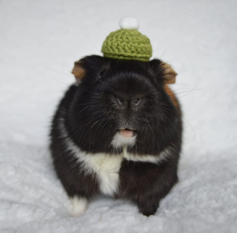 a black and white guinea pig in a green beret