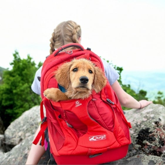 woman hiking with golden retriever puppy on back in red kurgo g-train backpack