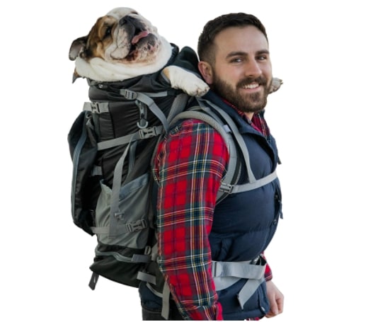 man with large dog facing towards him on back inside black and gray K9 Sport Sack Rover 2 backpack