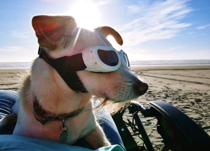 small dog looking profile on the beach wearing white CocoPet New Version Cool Dog Goggles