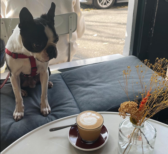Boston terrier with latte in Thoughtfully Cafe