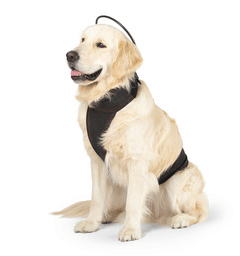 Dog wearing Calmer Canine device to stop dog barking