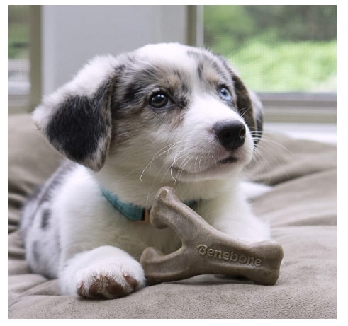 Puppy on bed with Benebone wishbone between paws