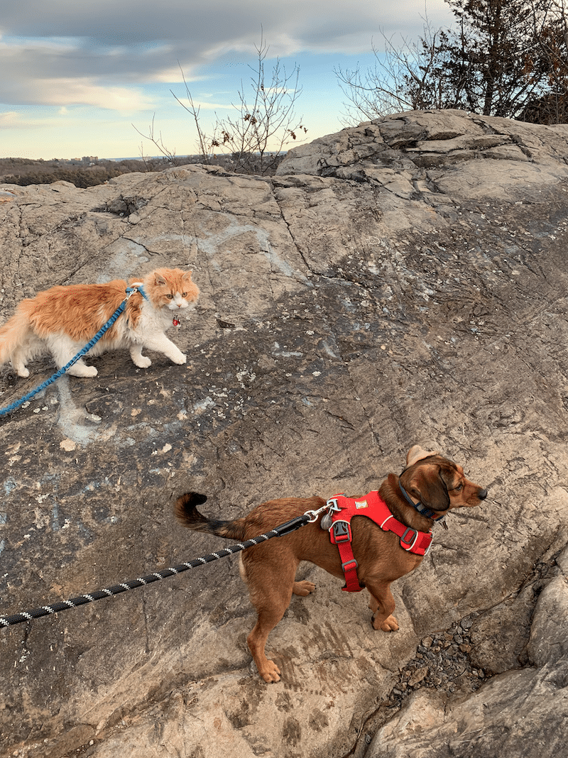 Sully explores a mountain ridgeline with his friend, Yahtzee