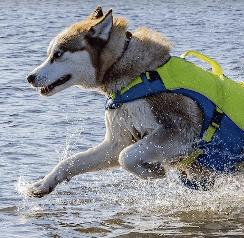 Kurgo surf n turf dog swimming harness
