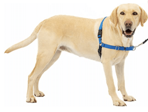 The 8 Best Harnesses for Golden Retrievers