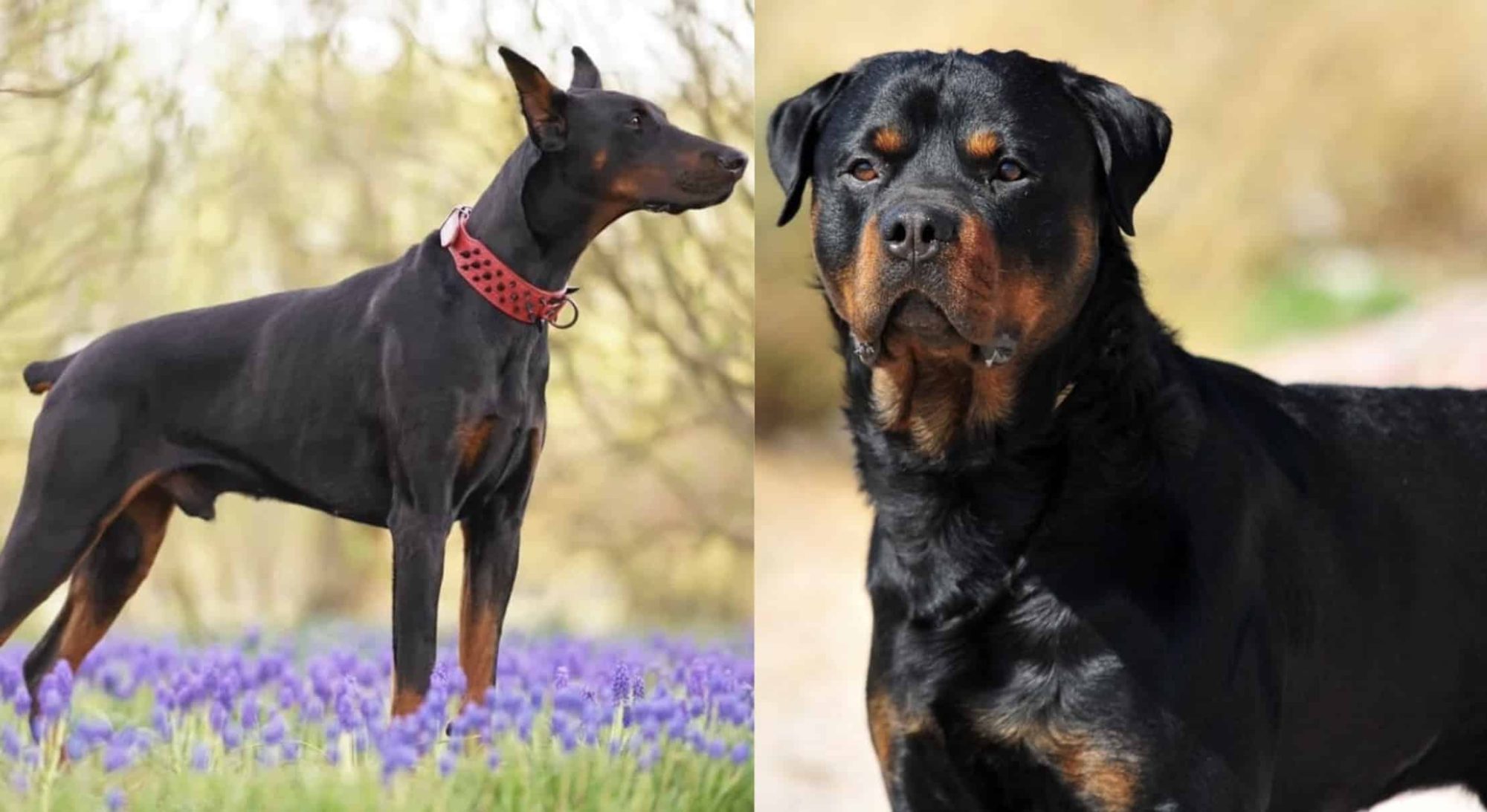 rottweiler vs doberman