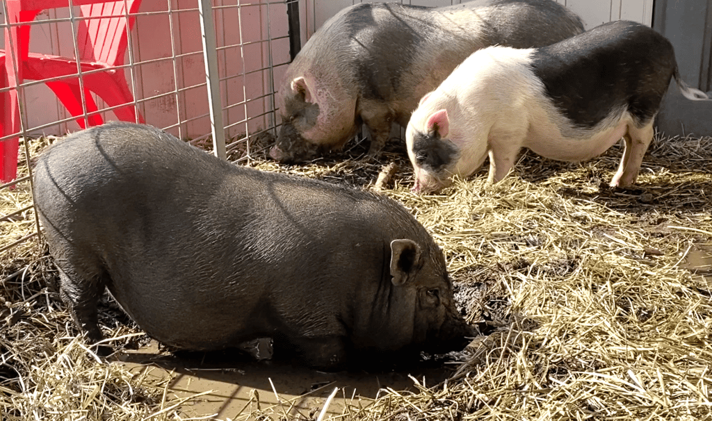 Pigs in "Pig Little Lies"