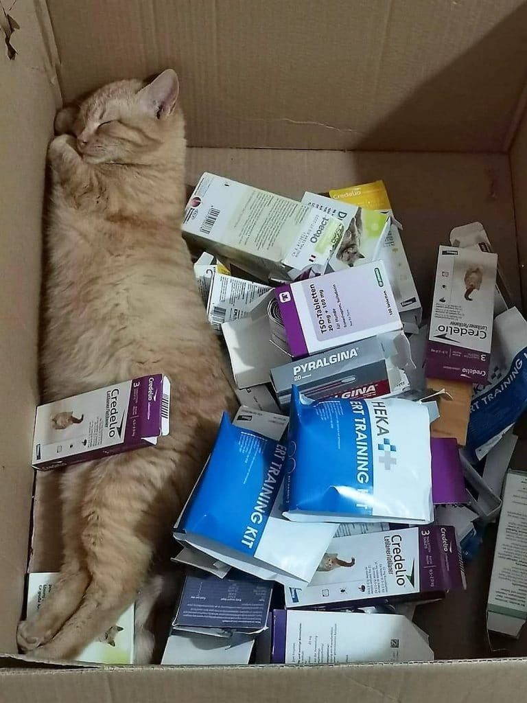 Coalition of Animal Shelters Work Together to Help Ukraine’s Pets