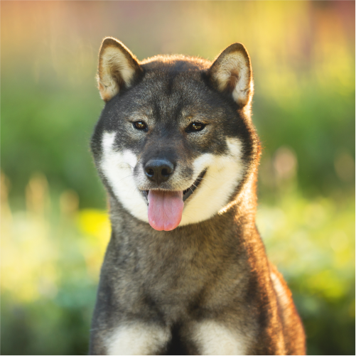Shikoku sitting in park with tongue out