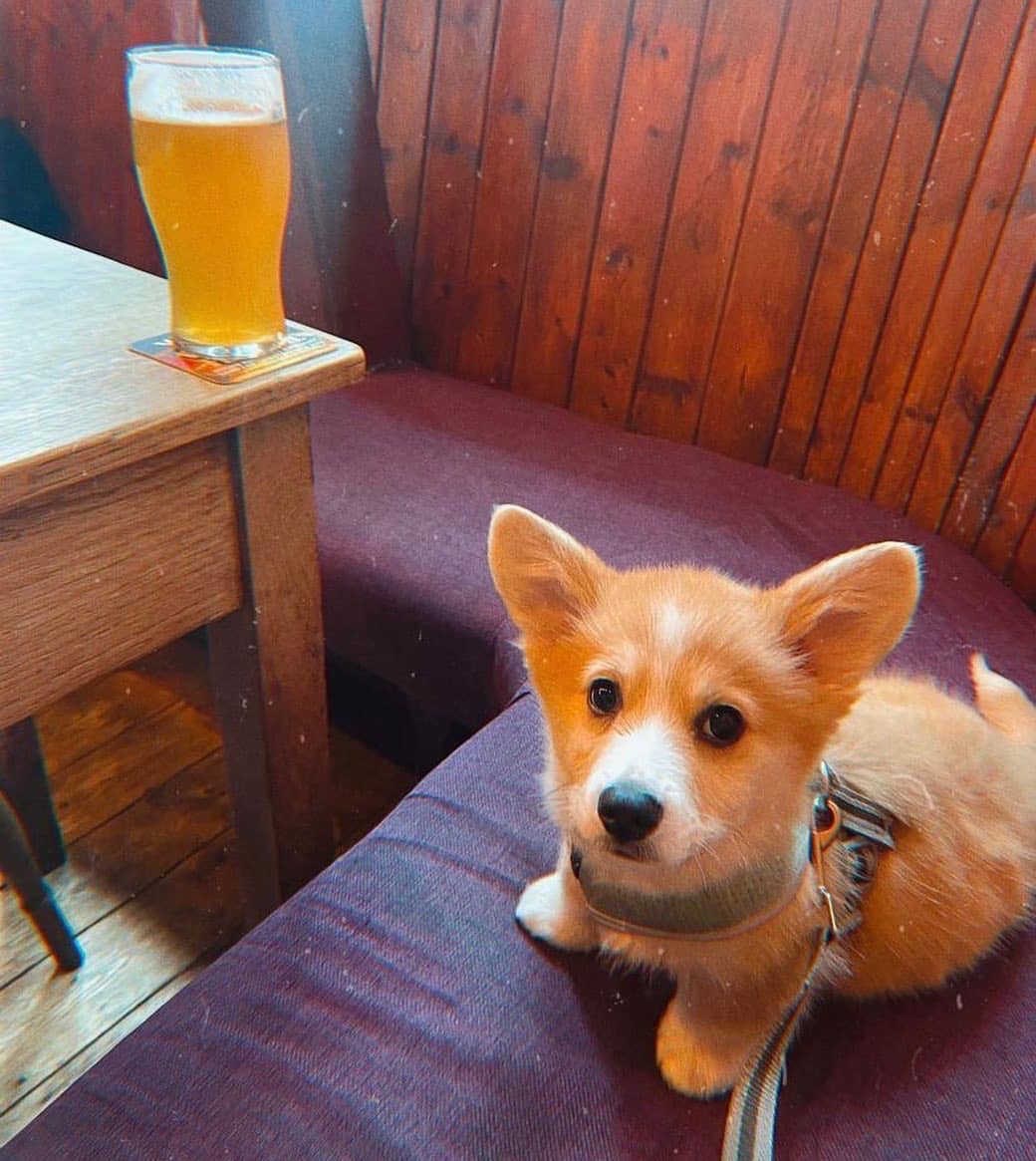 Top 9 DogFriendly Pubs in Liverpool