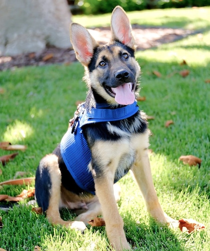 German Shepherd puppy in blue Sleepypod escape-proof harness