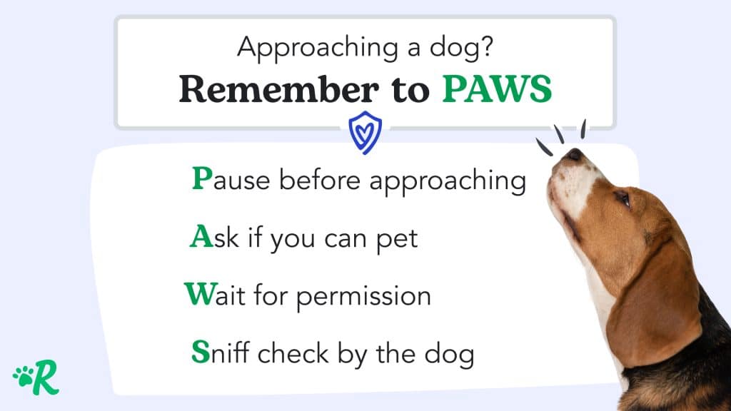 Experts Advise How to Introduce Your Kids to Dogs & Cats