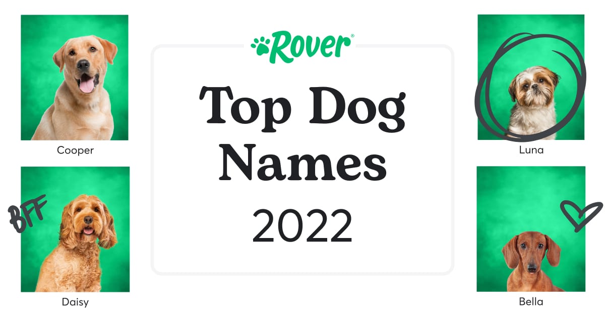 Top 100 Most Popular Dog Names in 2022 