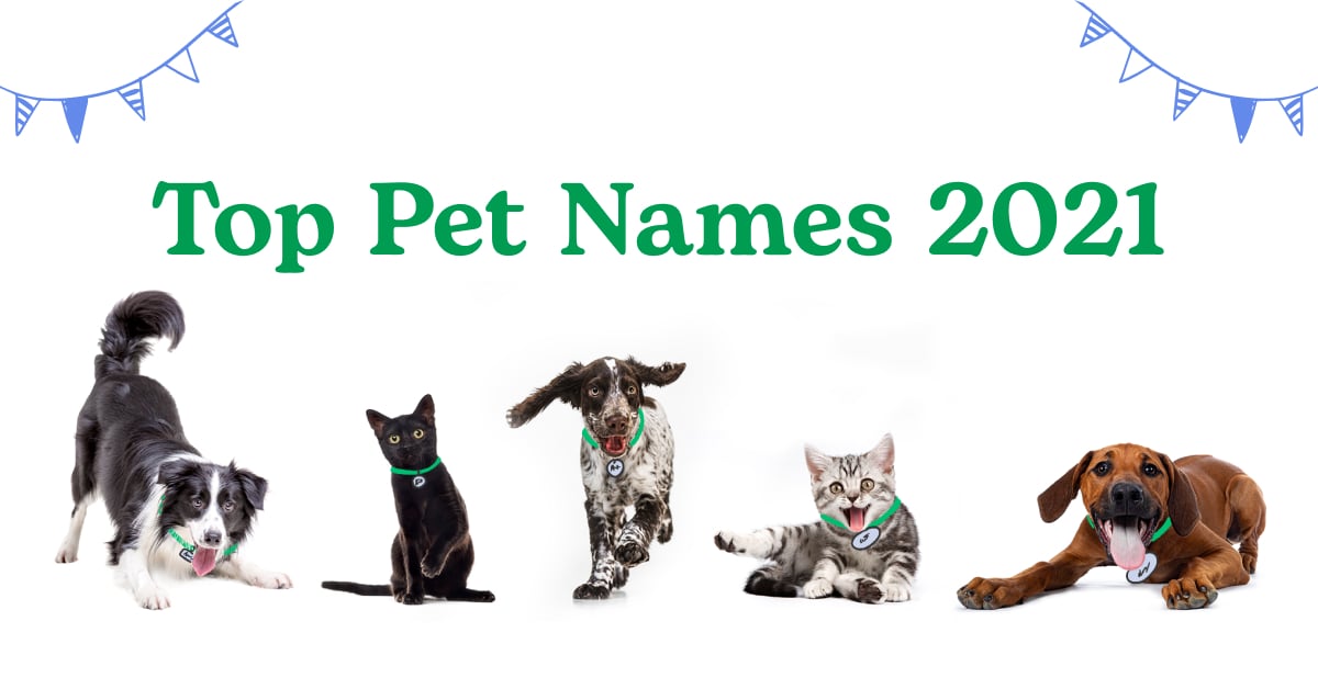 Most Popular Male and Female Dog and Cat Names of 2021