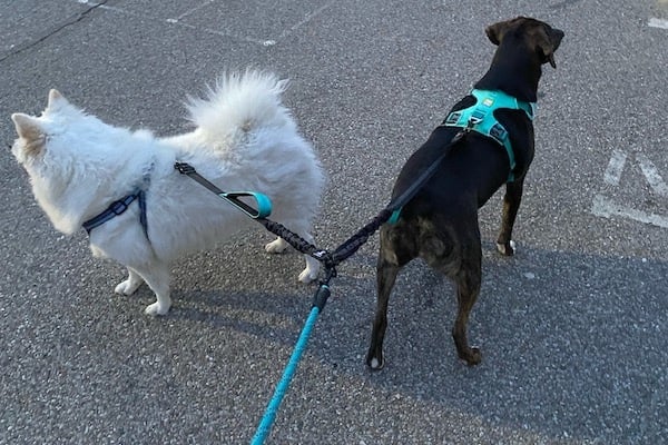 Two dogs on a blue dual-dog leash head in opposite directions