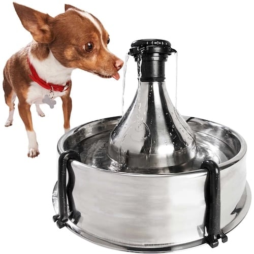 Small dog drinking from stainless steel water fountain