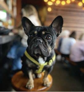 A small dog sits on a bar stool at Station Tavern restaurant