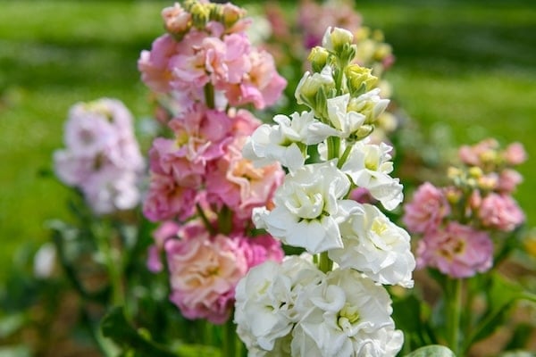 Stock flowers in garden