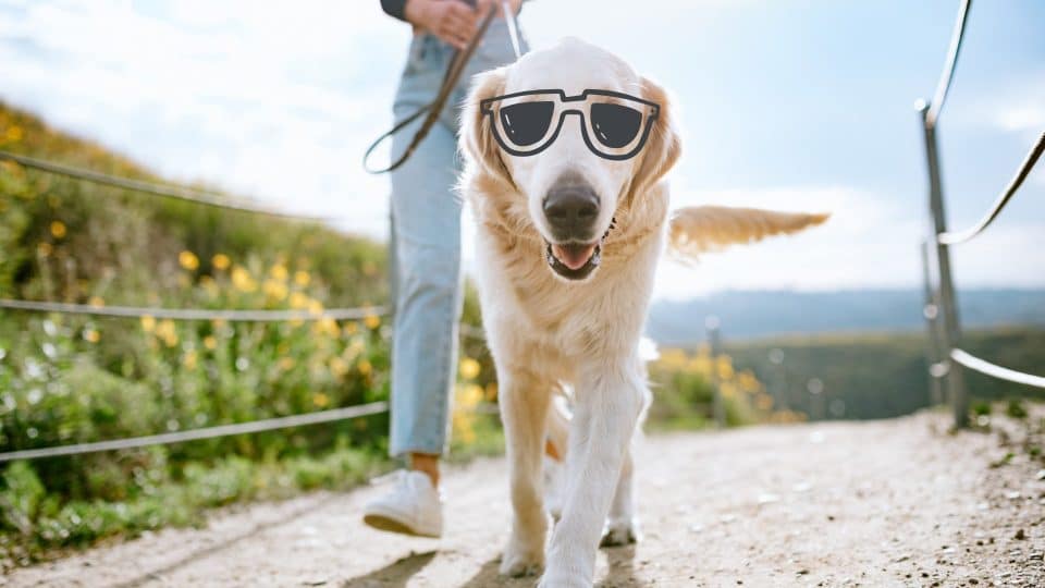 dog-wearing-sunglasses-for-summer