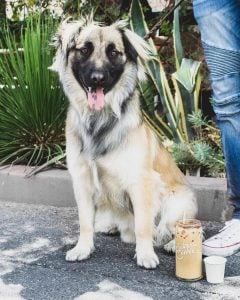 A dog poses on the sidewalk outside of Sunrise restaurant in Las Vegas