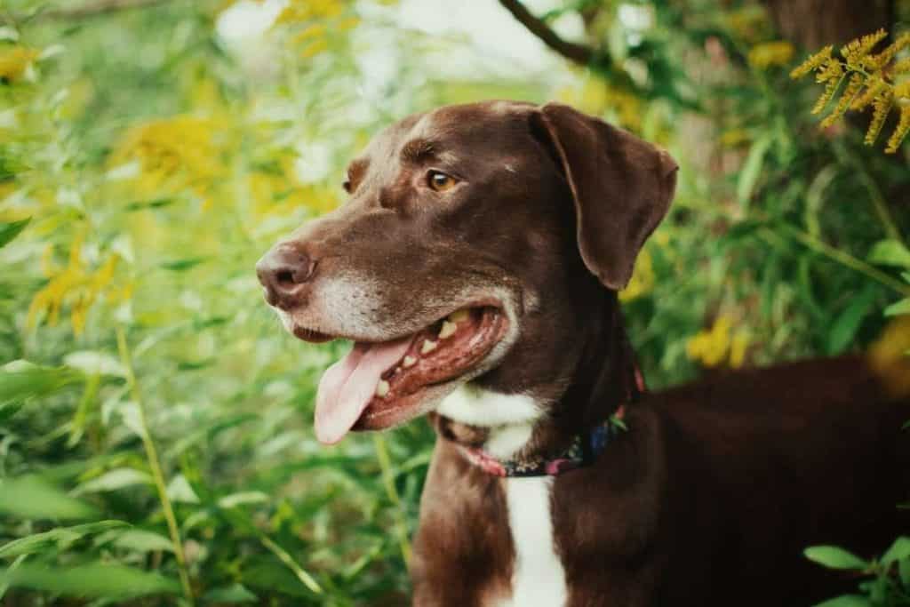 chocolate lab in yellow flowers